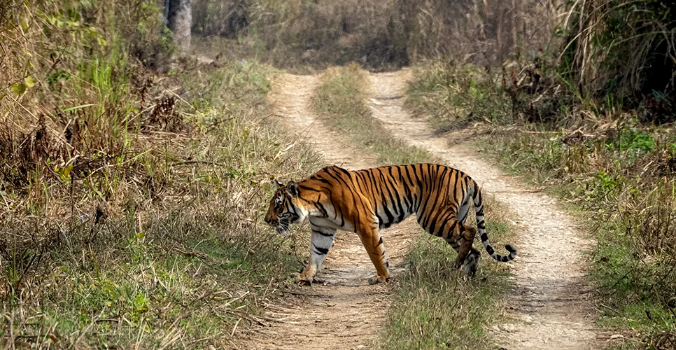 Bengal tiger in the Chitwan National Park