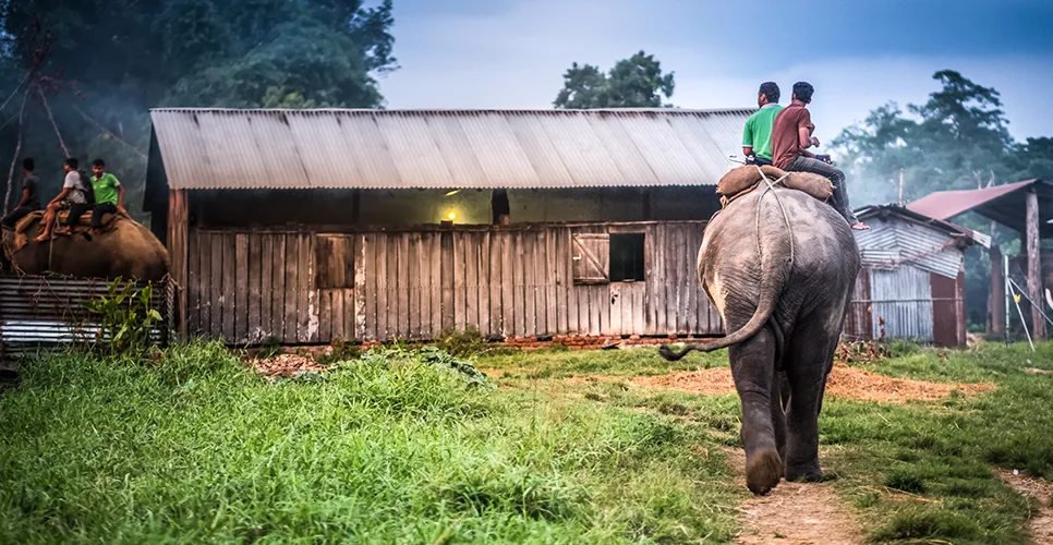 Elephant ride in Chitwan