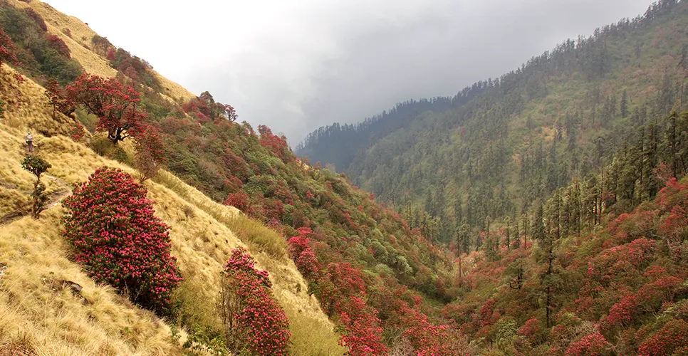 Rhododendron forest on the way from Tadapani to Dobato