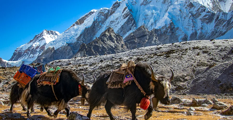 Yaks on the way to Everest base camp