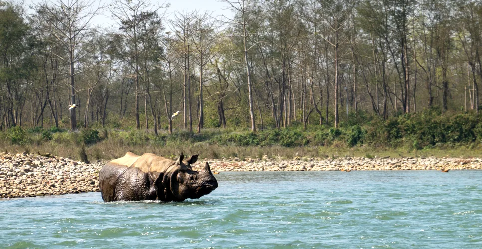 An endangered one horned rhinoceros in the Chitwan National Park