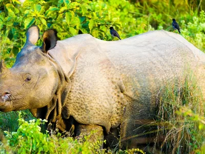 Chitwan Jungle Safari