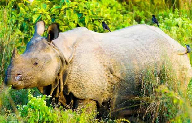 Chitwan Jungle Safari