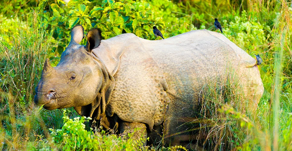 Chitwan Jungle Safari