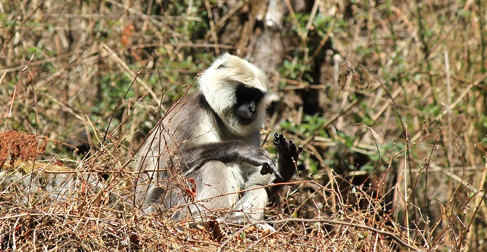 Grey langur in Lantang National Park