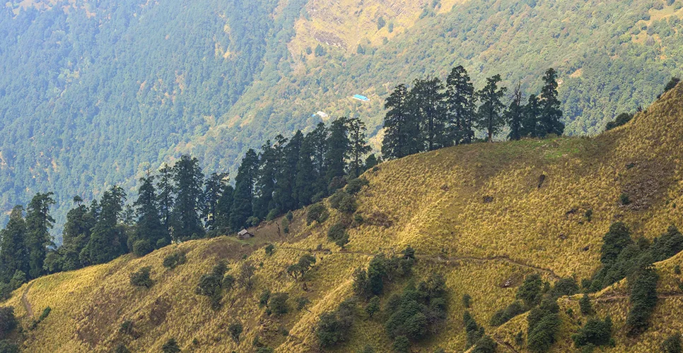 Pine trees on mountain