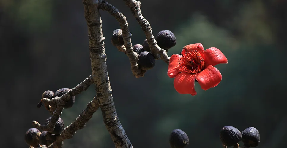 Red cotton tree flower photographed in Shyaphru Besi