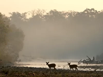 group of spotted deers, Karnali river, Bardia,