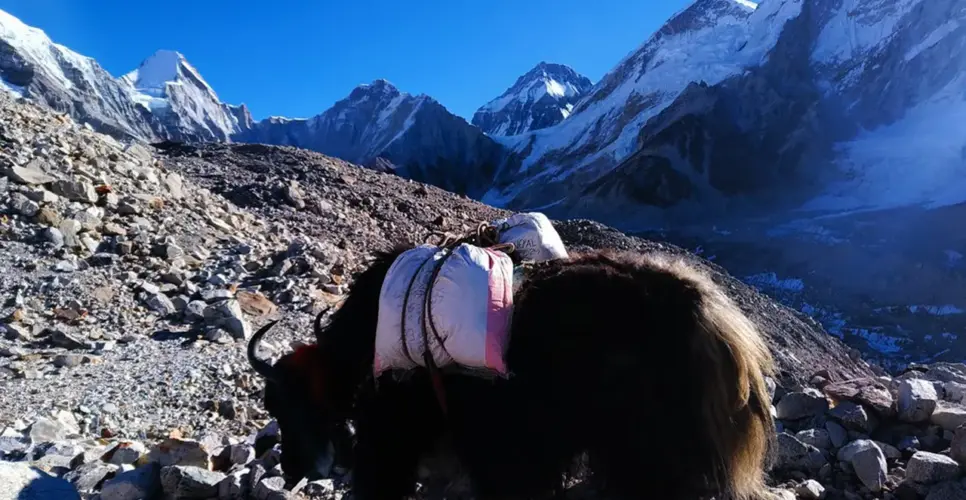 Yak at Everest Base Camp